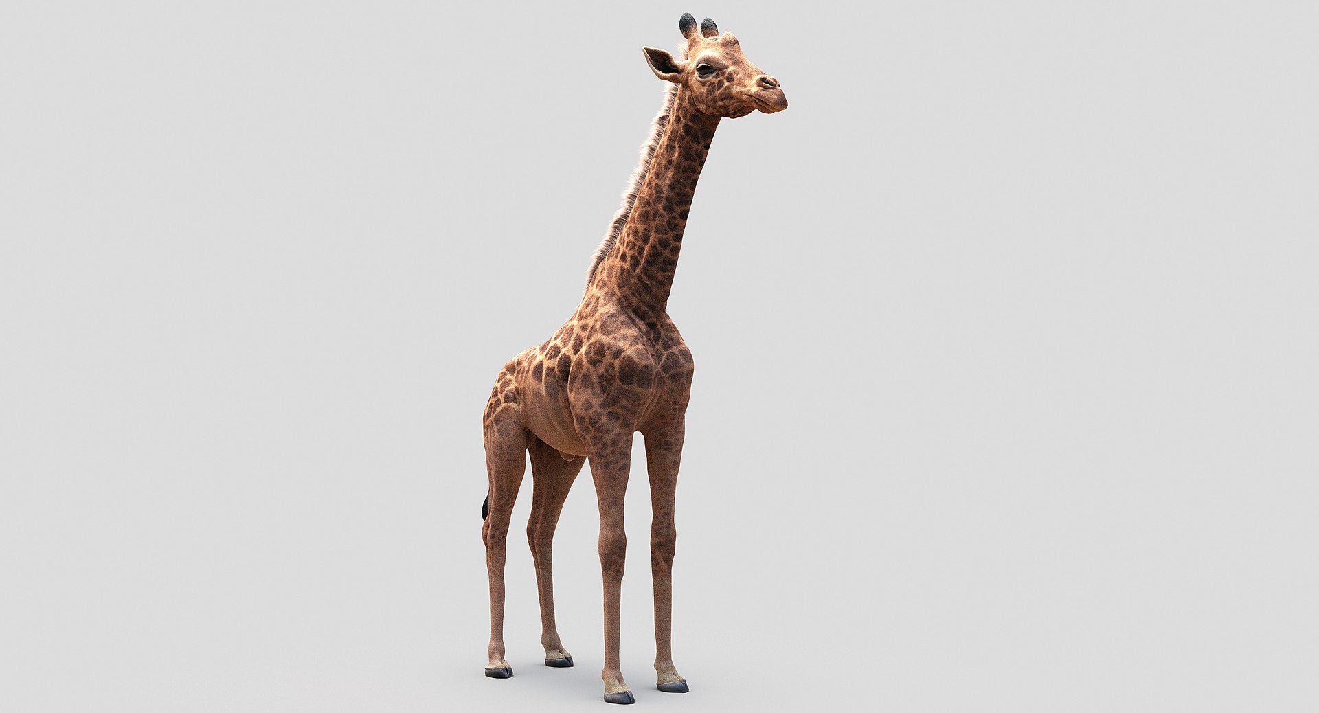 3D animals giraffe camel https://p.turbosquid.com/ts-thumb/AD/VslTpU/oS0iip0W/01/jpg/1511294453/1920x1080/fit_q87/c205dc56fc41e6a8fae4dabd4df7dbea4553ecf0/01.jpg