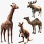 Collection d'animaux sauvages (girafe, kangourou, orignal, chameau)