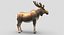 Collection d'animaux sauvages (girafe, kangourou, orignal, chameau)
