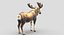 Collection d'animaux sauvages (girafe, kangourou, orignal, chameau)