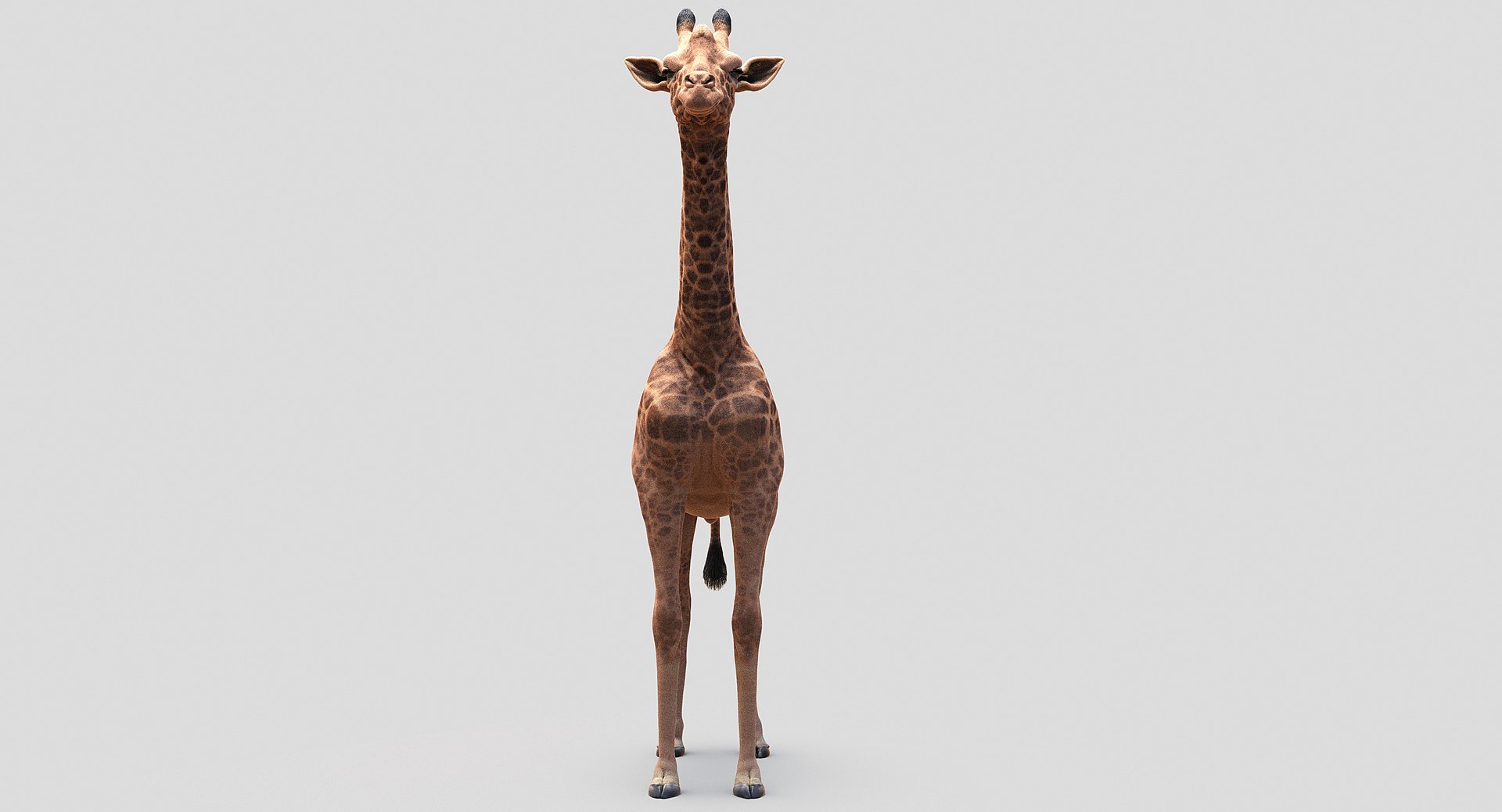 3D animals giraffe camel https://p.turbosquid.com/ts-thumb/AD/VslTpU/rbUackvq/11/jpg/1511294454/1920x1080/fit_q87/24794c318bac2b1a2ca9aae06505d6e6b03e2440/11.jpg
