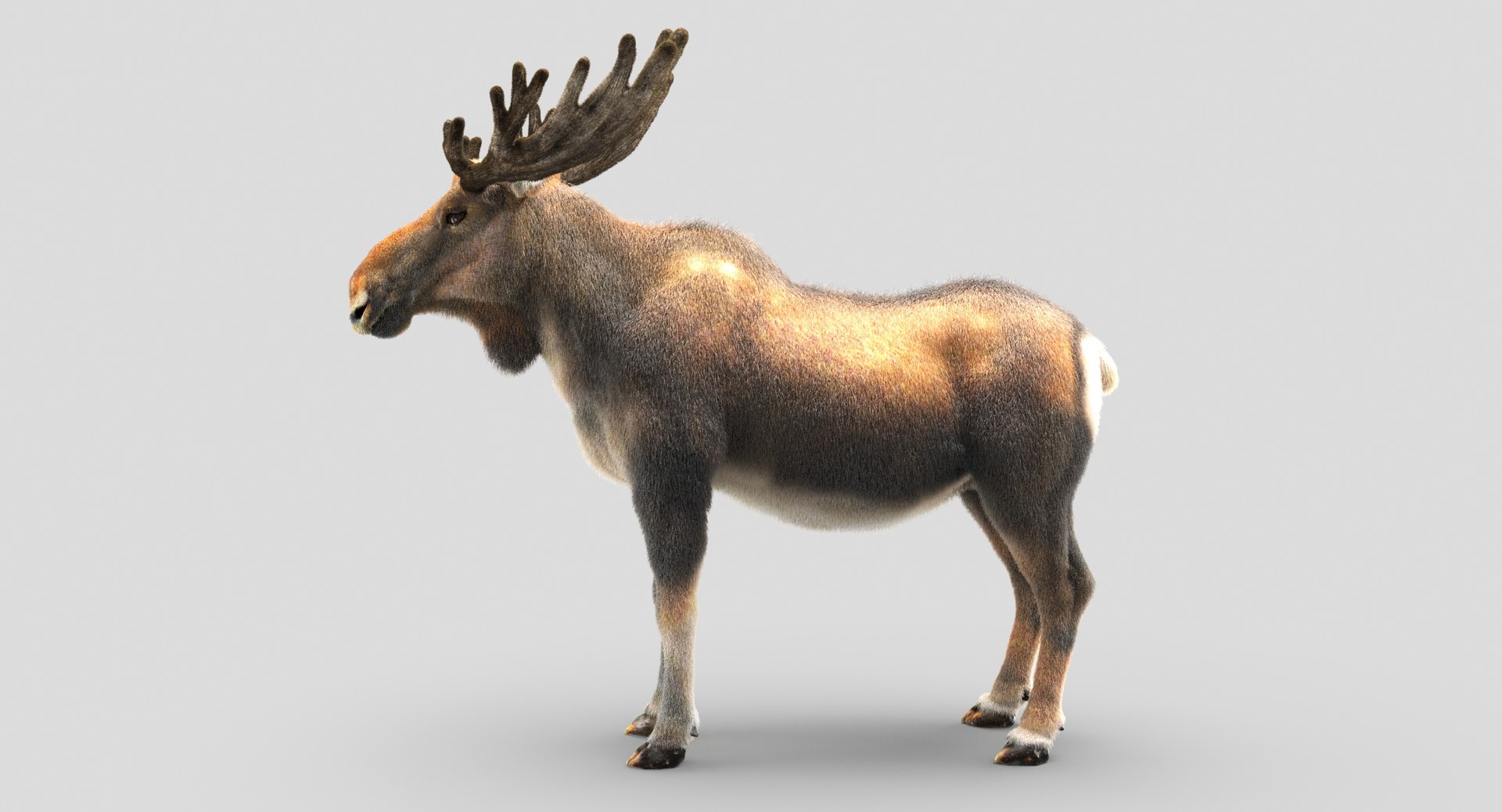 3D animals giraffe camel https://p.turbosquid.com/ts-thumb/AD/VslTpU/u8O7MVsz/07/jpg/1511296424/1920x1080/fit_q87/e3f5f1625e82d66764b7d46979fb1d7a62f34b1d/07.jpg