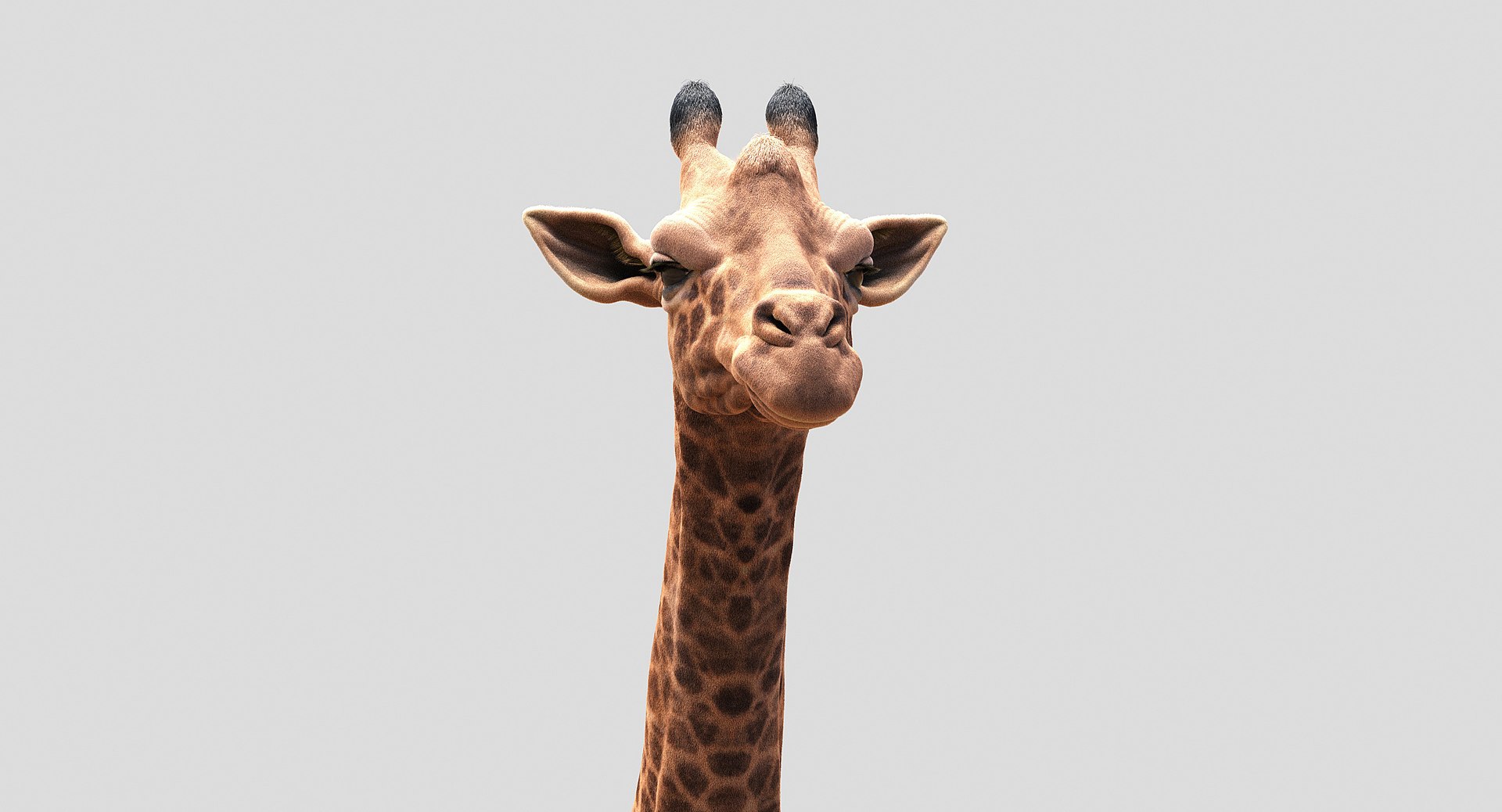 3D animals giraffe camel https://p.turbosquid.com/ts-thumb/AD/VslTpU/uqxE8NBQ/13/jpg/1511294454/1920x1080/fit_q87/fa163662d929dfac274168b85841afbc23c093ec/13.jpg