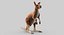 Collection d'animaux sauvages (girafe, kangourou, orignal, chameau)