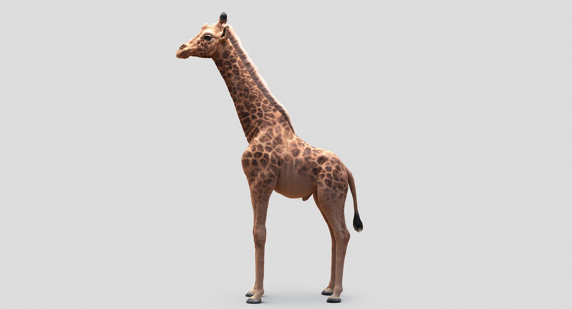3D animals giraffe camel https://p.turbosquid.com/ts-thumb/AD/VslTpU/y3VP6HBT/08_01/jpg/1511294454/1920x1080/fit_q87/42f0c5e5246aa0d189de6a5b3d32b9abbe01824c/08_01.jpg