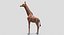 Collection d'animaux sauvages (girafe, kangourou, orignal, chameau)