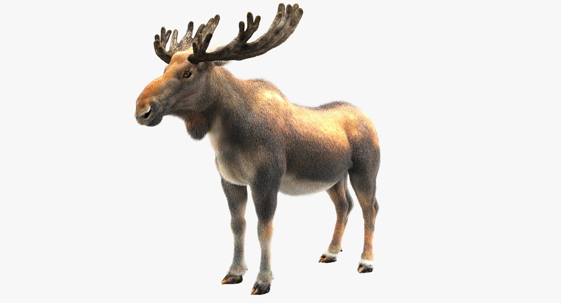 3D animals giraffe camel https://p.turbosquid.com/ts-thumb/AD/VslTpU/zi2EJ4Tp/b/jpg/1511296408/1920x1080/fit_q87/0bd1da5c56d1bfe4667c961ecafe1dd87195d43b/b.jpg