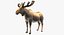 Collection d'animaux sauvages (girafe, kangourou, orignal, chameau)