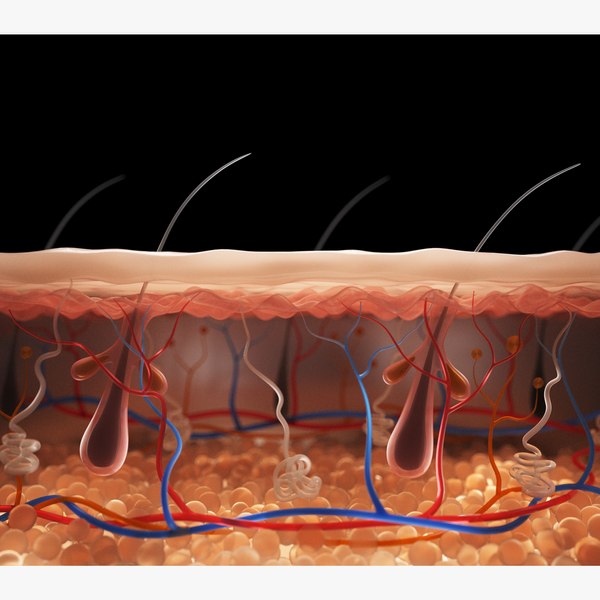 3D Skin Cross Section - TurboSquid 2005707