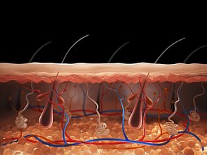3D Skin Cross Section