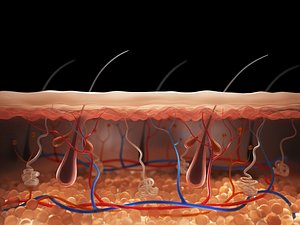 Skin Cross Section