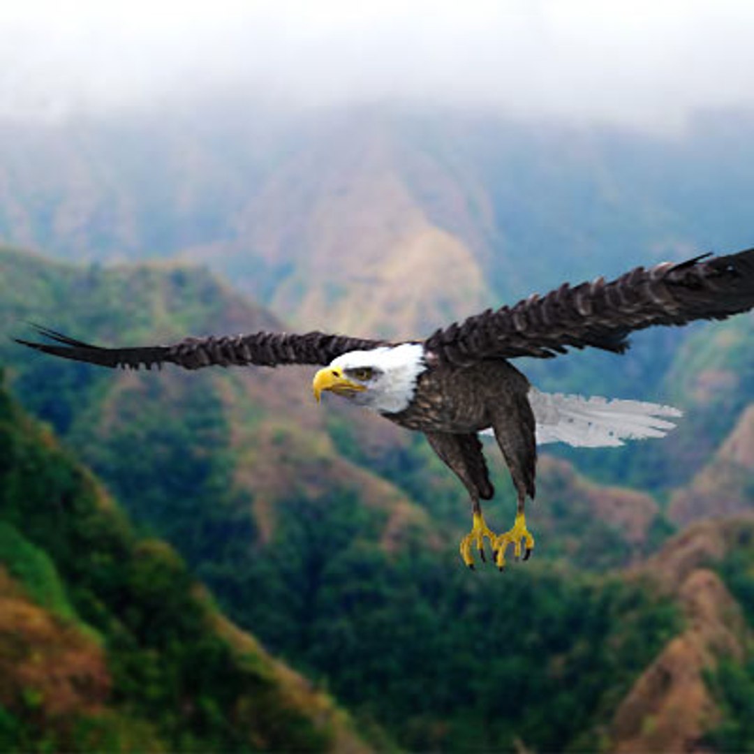 maya bald eagle https://p.turbosquid.com/ts-thumb/AD/az8uDB/KEt38zUR/bald_eagle_logo/jpg/1286263935/1920x1080/fit_q87/37ba2f171ff1804eb57fef46c02aa6ae6f6b413f/bald_eagle_logo.jpg