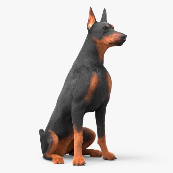 dobermanpinscherdogsitsfur3dmodel000.jpg