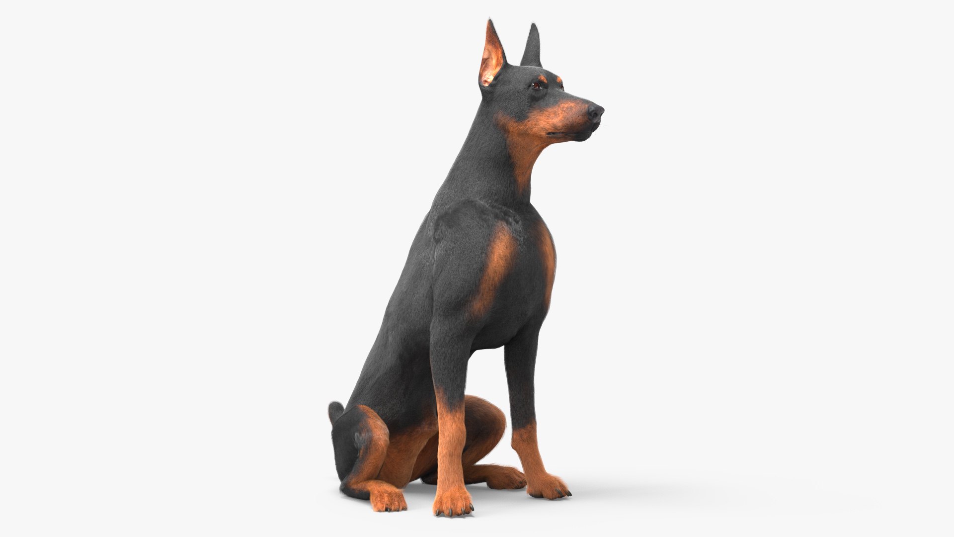 Doberman Pinscher Dog Sits Fur 3D model preview