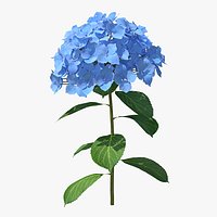 Branch of Hydrangea Macrophylla Nikko Blue