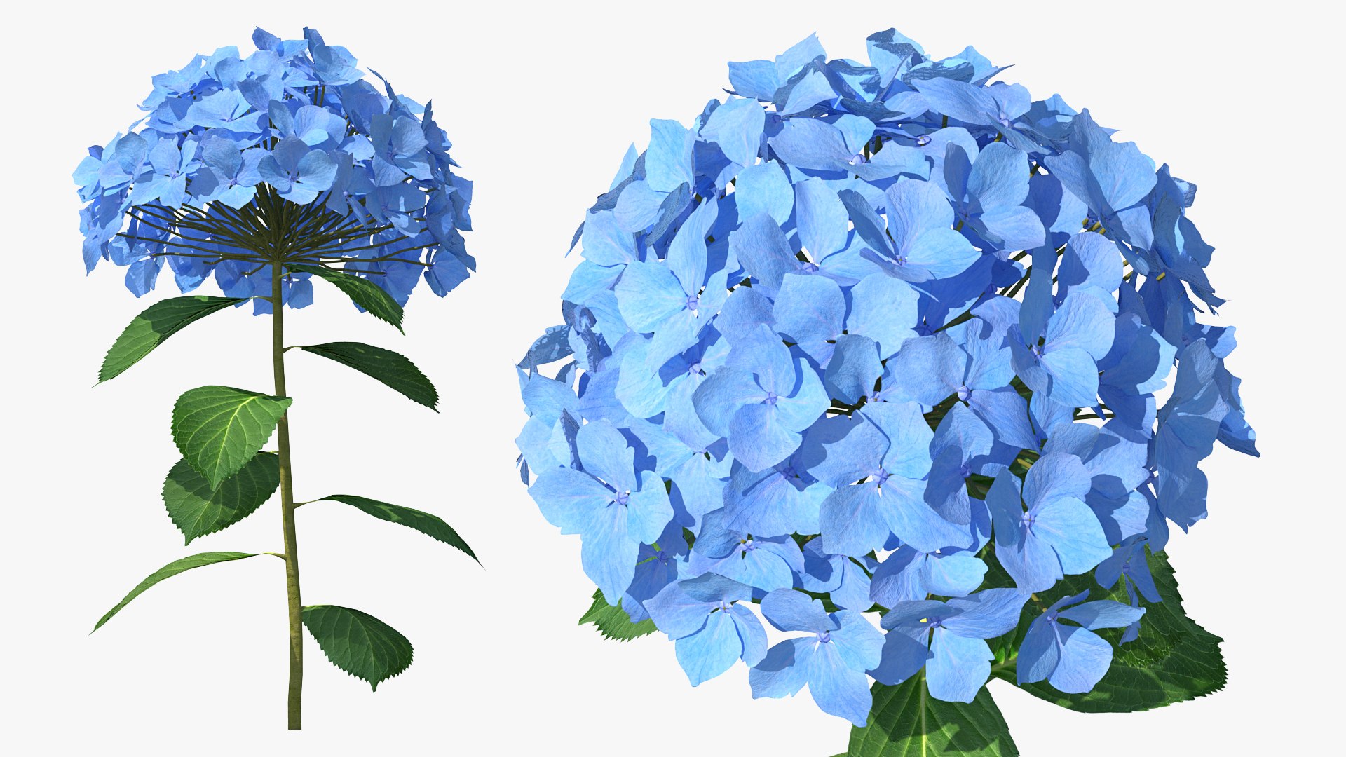 Branch of Hydrangea Macrophylla Nikko Blue 3D model preview