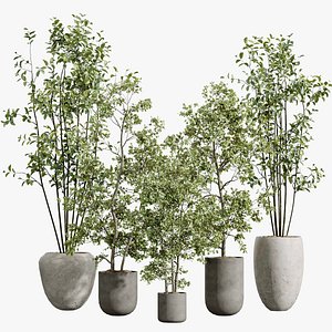 AV Indoor Plants Set 326 Europaea Olive Eucalyptus and Mission Arbequina Olive 3D model