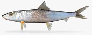 Cortez Bonefish