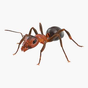 Ant 01