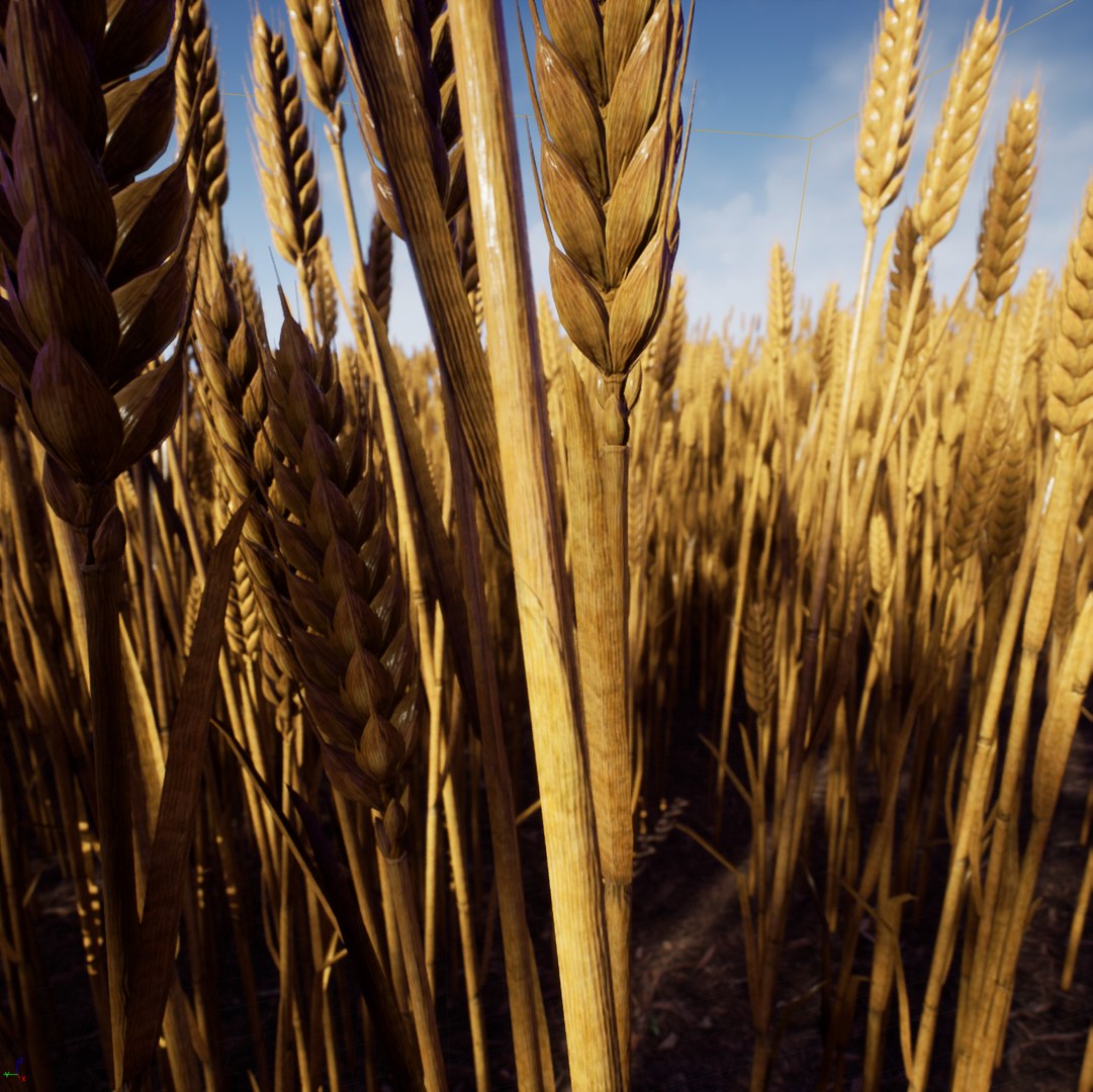 3D model photorealistic wheat https://p.turbosquid.com/ts-thumb/AE/WAlK5C/YDcXmFUV/highresscreenshot00002/png/1597838602/1920x1080/fit_q87/ac9912548444615e96803ce1d302dab20192b0c0/highresscreenshot00002.jpg