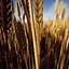 Weizen fotorealistisch