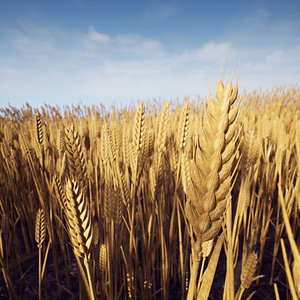 3D model photorealistic wheat