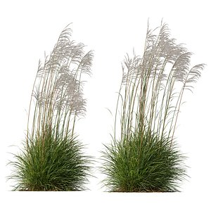 3D HQ Plants Miscanthus Nepalensis Sinensis Sarabande Adagio Windy