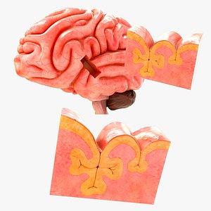 Gyri and Sulci of the Brain