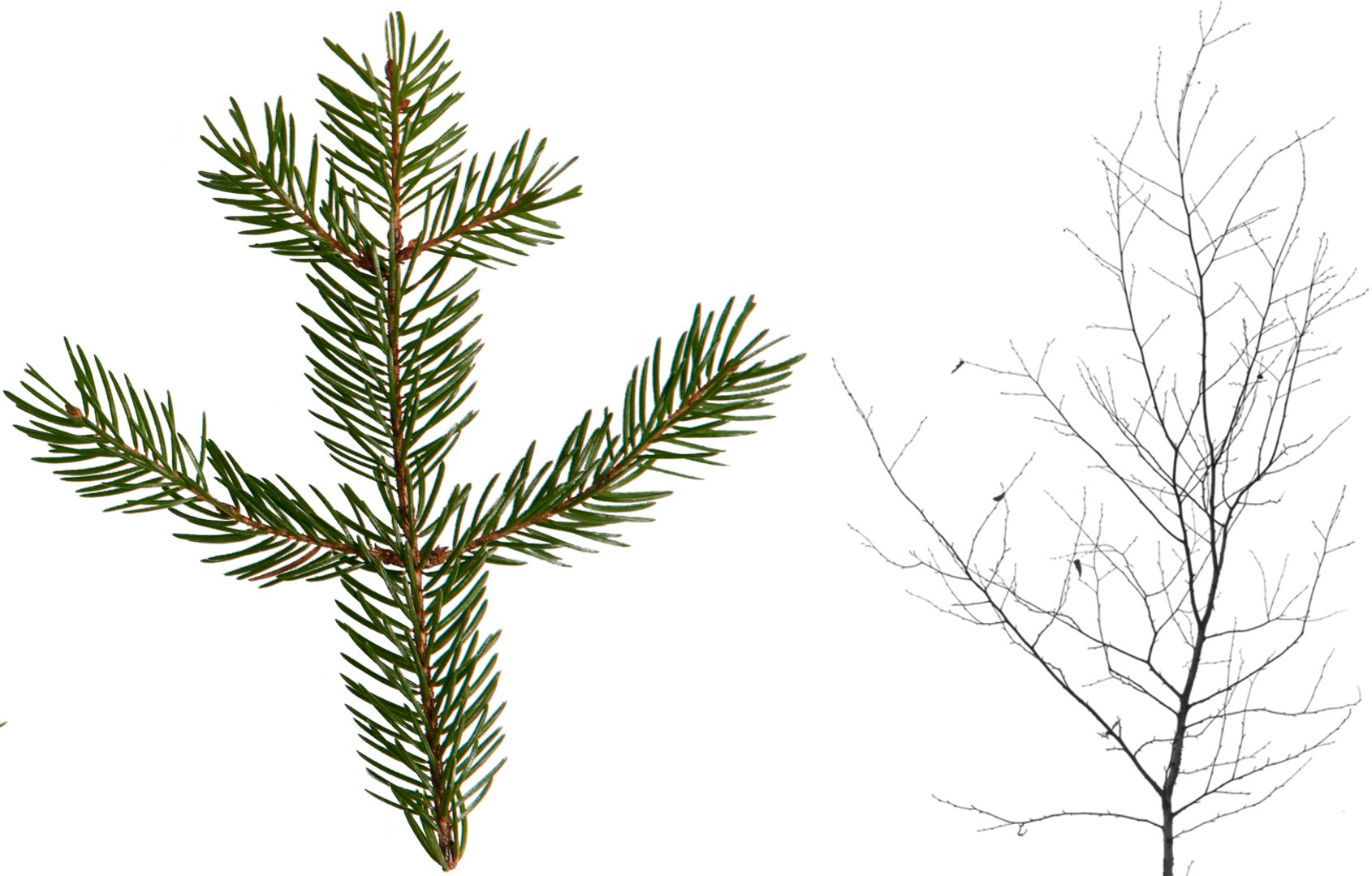 3D ue4 leave https://p.turbosquid.com/ts-thumb/AE/x5Rcpp/3QQn8jLS/tex/jpg/1514679264/1920x1080/fit_q87/480f0f8059d91cdf12628bf08c904f061bcc8b03/tex.jpg