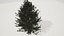 Tree Pine