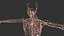 3D Realistic Lymphatic System Human Male Anatomy