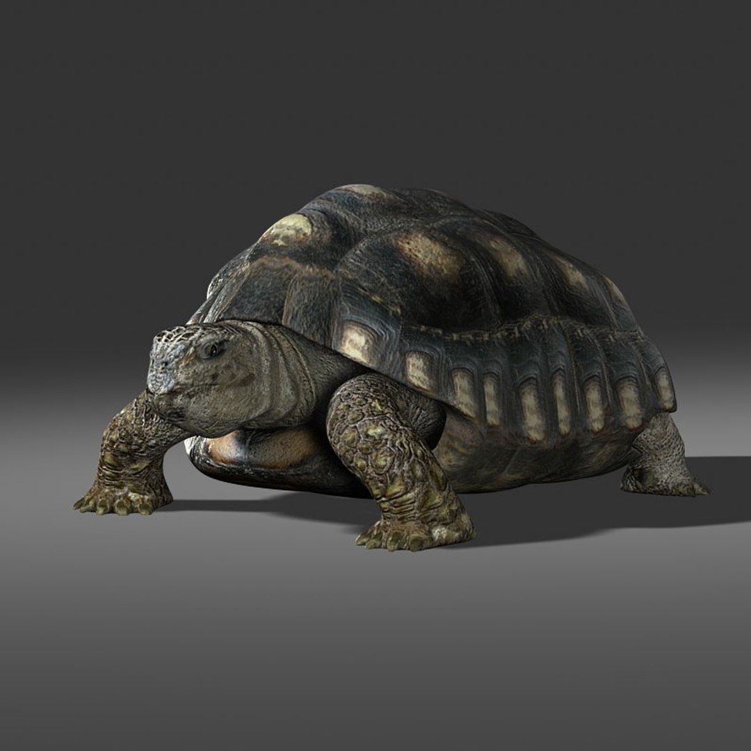 Turtle Reptile 3d Model