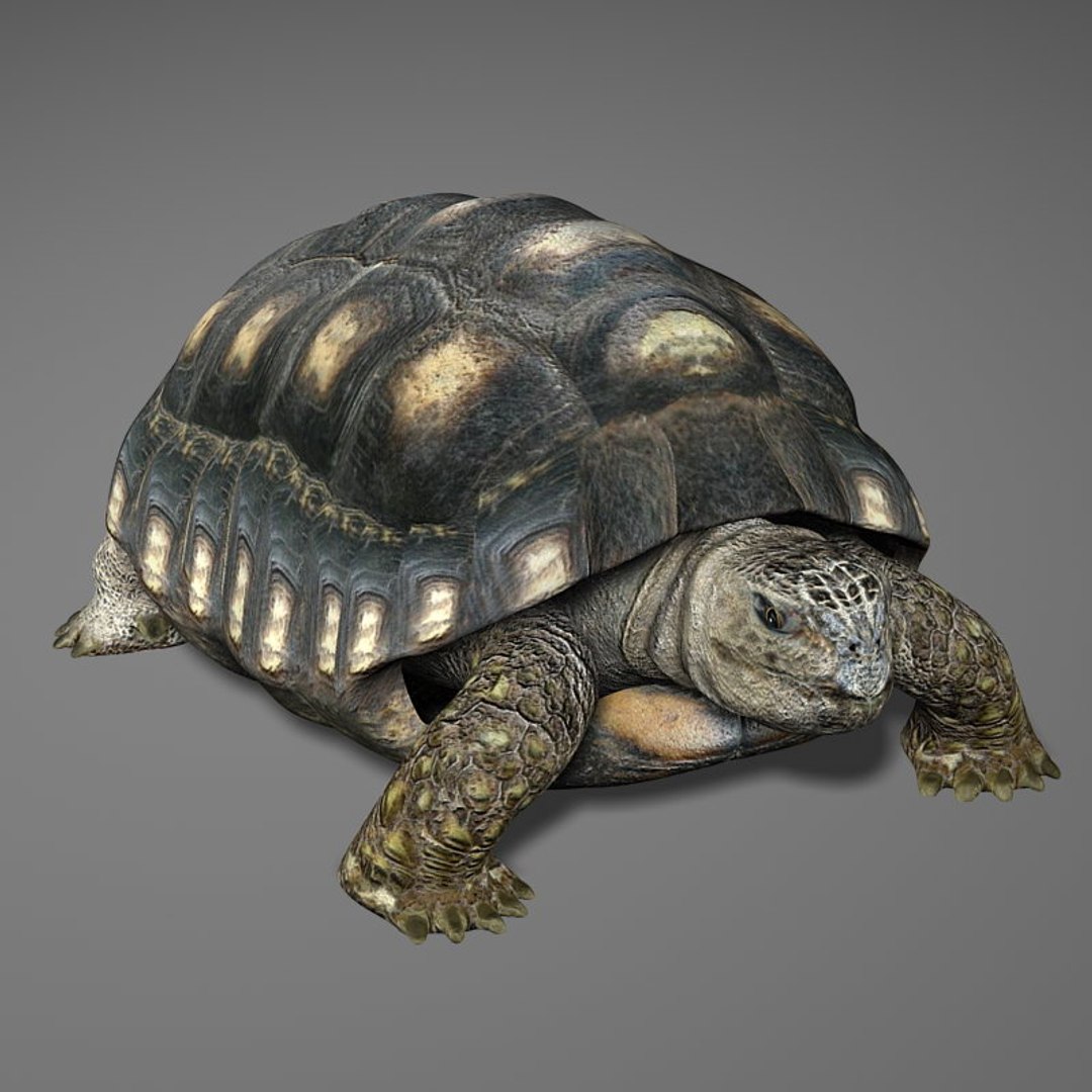 Turtle Reptile 3d Model