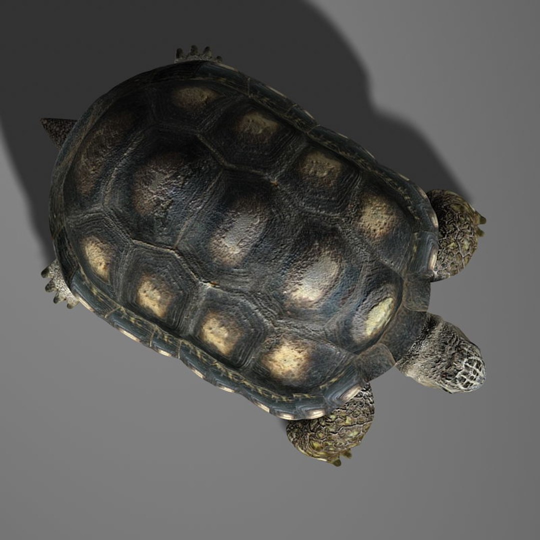 Turtle Reptile 3d Model