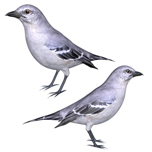 fully rigged low poly mocking bird 3d model
