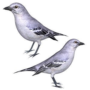 Fully Rigged low poly Mocking bird