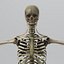 human nervous skeleton skull 3d model