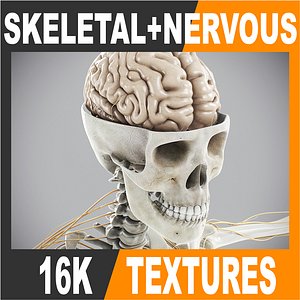 human nervous skeleton skull 3d model