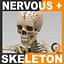 human nervous skeleton skull 3d model
