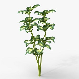 3D Tropical Plant v3 model
