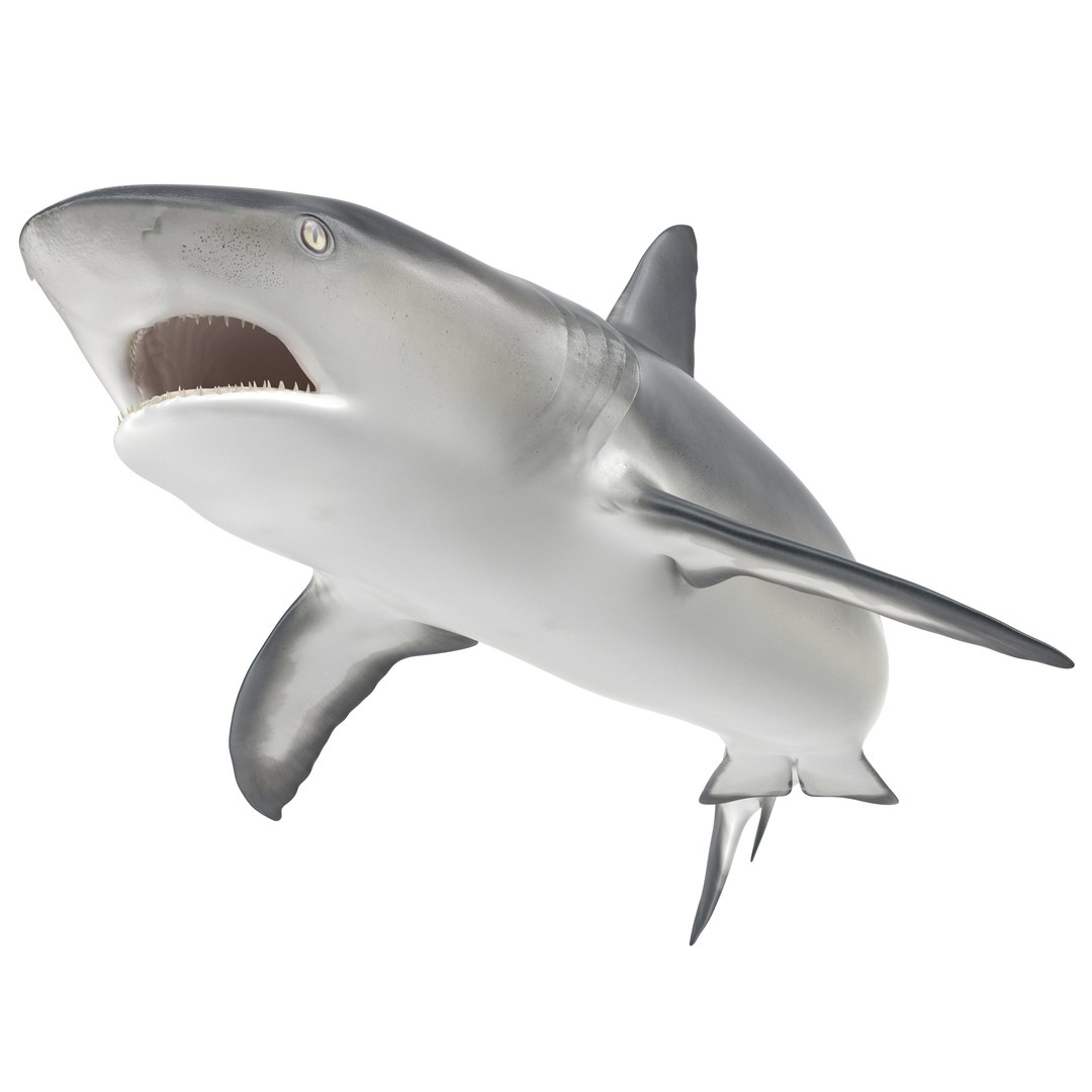 3d Caribbean Reef Shark Pose Model