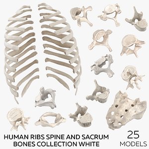 3D Human Ribs Spine and Sacrum Bones Collection White - 25 models model