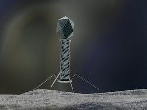 Bacteriophage