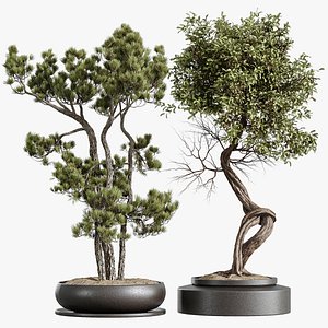 3D model AV Indoor Plants Set 316 Retusa Microcarpa Bonsai Ginseng and Pinus Pentaphylla Bonsai