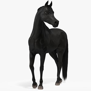 Arabian Horse Black Stand Pose Fur
