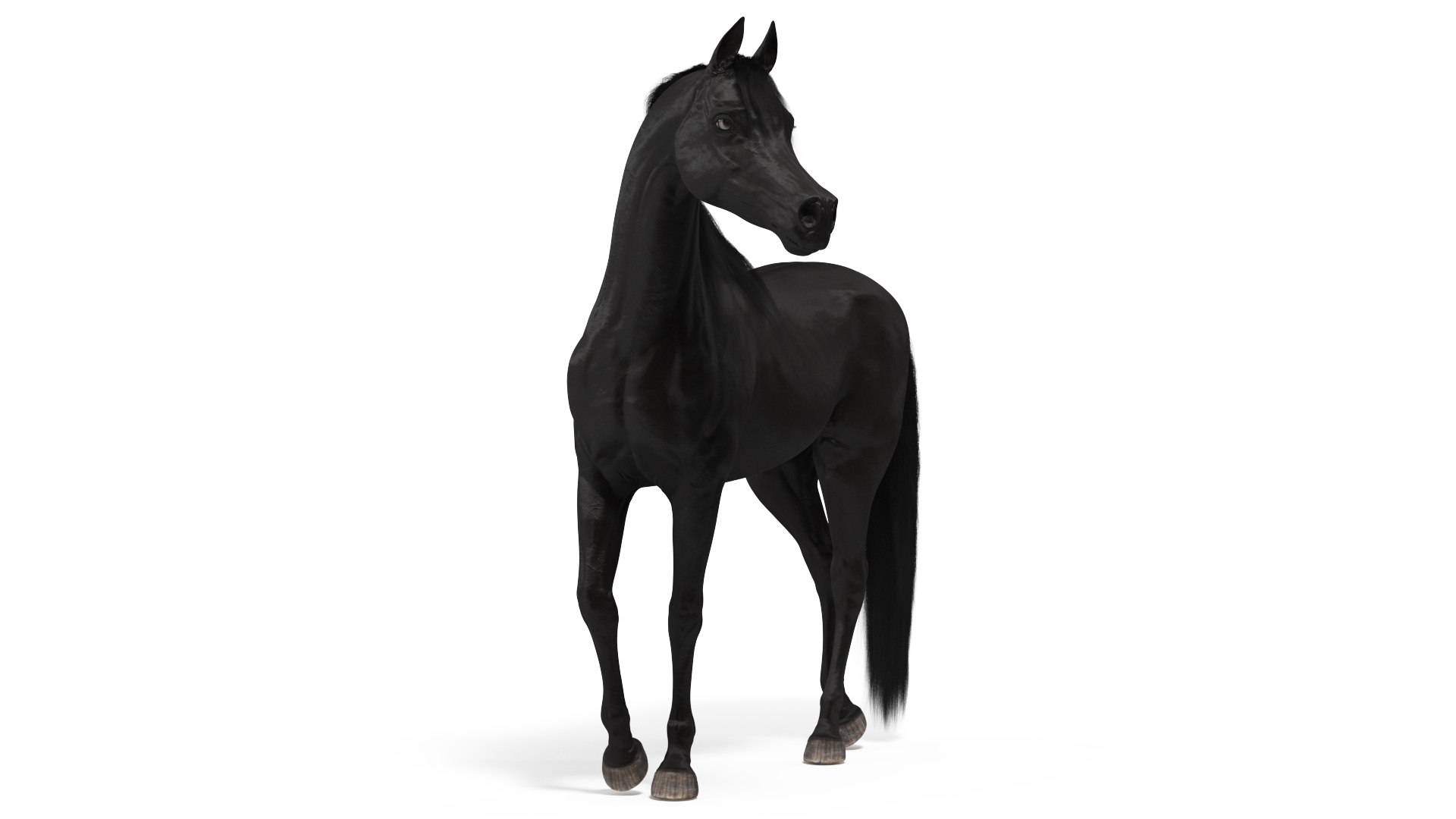 Arabian Horse Black Stand Pose Fur 3D model preview