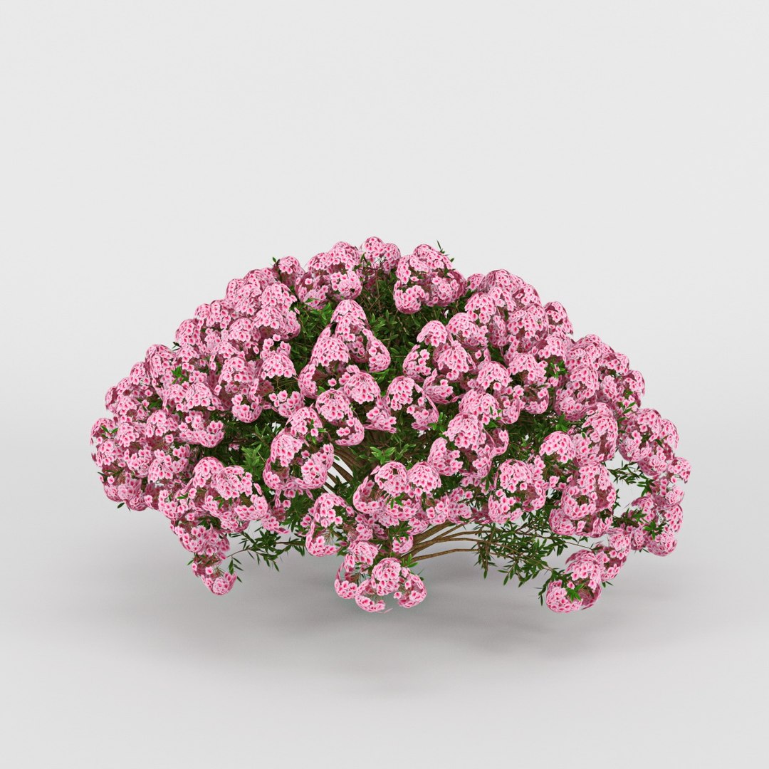 Max Azalea Flower