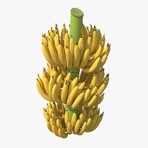 Ripe Yellow Banana Cluster