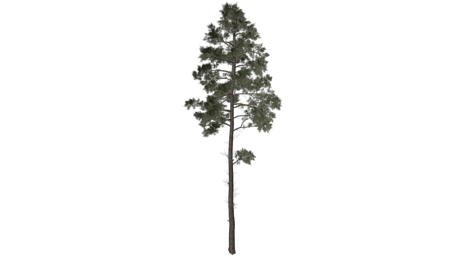 Scots Pine Tree Collection model https://p.turbosquid.com/ts-thumb/AG/U9usxy/nh/scotspine_high30/png/1779174817/1920x1080/fit_q87/7c6600e401c10642bb90d4dba7e76664ce51732b/scotspine_high30.jpg