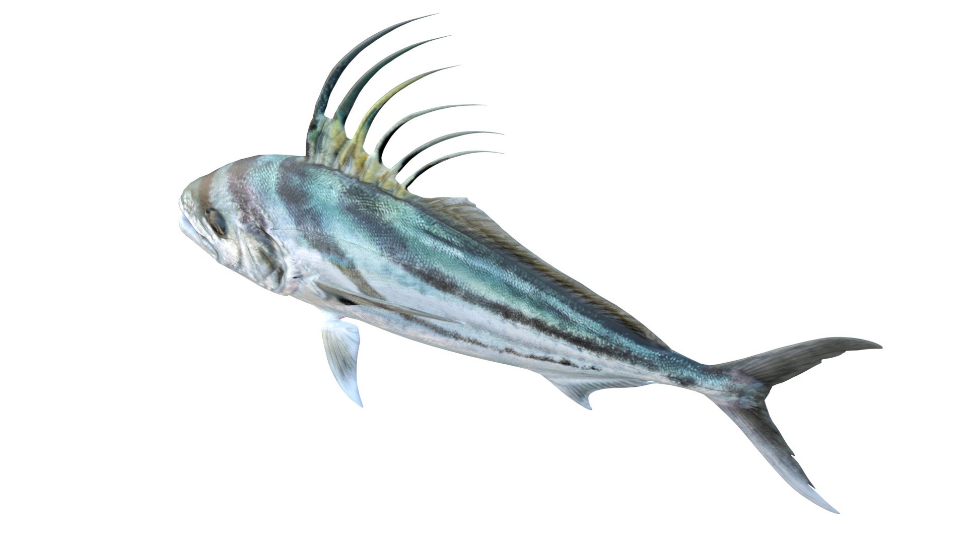 Roosterfish 3D https://p.turbosquid.com/ts-thumb/AG/ZRSeEs/4Y/3/jpg/1776260860/1920x1080/fit_q87/7bdc8a87b4f9a6c113a36ff76bbcf2bba3bd2864/3.jpg